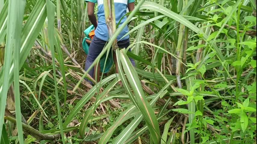 Brother-in-law Took Sister-in-law to the Forest and Fucked Her a Lot